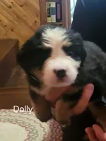 Dolly, a female Bernese Mountain Dog for sale in Bear Lake, PA – 1 of 1
