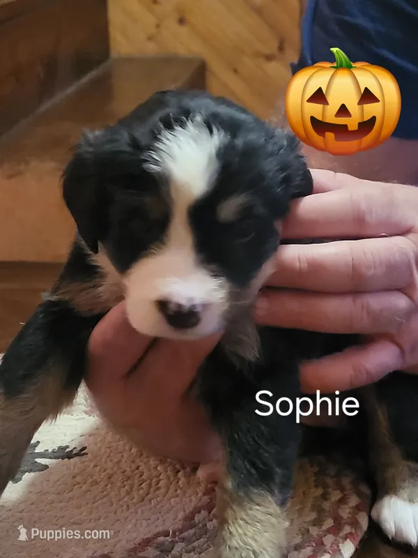 Sophie – Bernese Mountain Dog puppy for sale in Bear Lake, PA