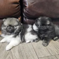 Wolf Sable, a male Pomeranian for sale in Lone Rock, WI – Photo 9 of 9