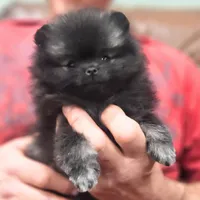 Wolf Sable, a male Pomeranian for sale in Lone Rock, WI – Photo 2 of 9