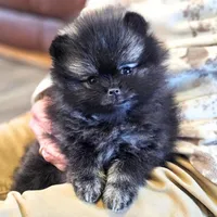 Wolf Sable, a male Pomeranian for sale in Lone Rock, WI – Photo 5 of 9