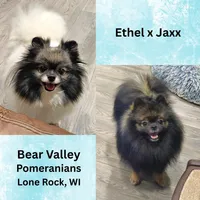Wolf Sable, a male Pomeranian for sale in Lone Rock, WI – Photo 3 of 9