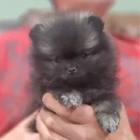 Wolf Sable, a male Pomeranian for sale in Lone Rock, WI – Photo 1 of 9