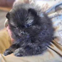 Wolf Sable, a male Pomeranian for sale in Lone Rock, WI – Photo 6 of 9