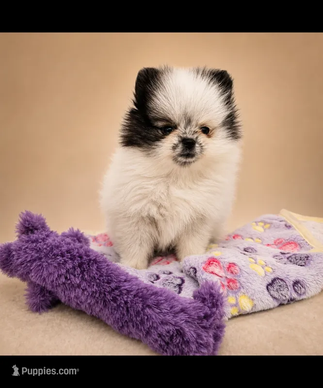 BUBBA – Pomeranian puppy for sale in Lone Rock, WI