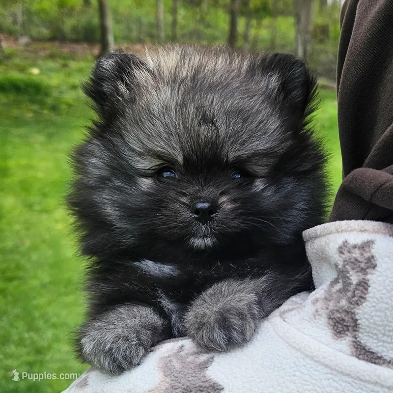 BEAU, a male Pomeranian for sale in Lone Rock, WI – Photo 1 of 2