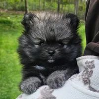 BEAU, a male Pomeranian for sale in Lone Rock, WI – Photo 1 of 2