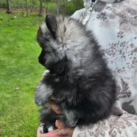 BEAU, a male Pomeranian for sale in Lone Rock, WI – Photo 2 of 2
