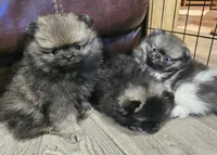 Willy, a male Pomeranian for sale in Lone Rock, WI – Photo 6 of 7