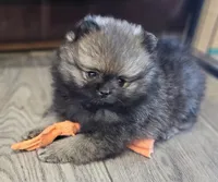 Willy, a male Pomeranian for sale in Lone Rock, WI – Photo 2 of 7