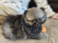 Willy, a male Pomeranian for sale in Lone Rock, WI – Photo 3 of 7