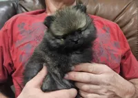 Willy, a male Pomeranian for sale in Lone Rock, WI – Photo 4 of 7