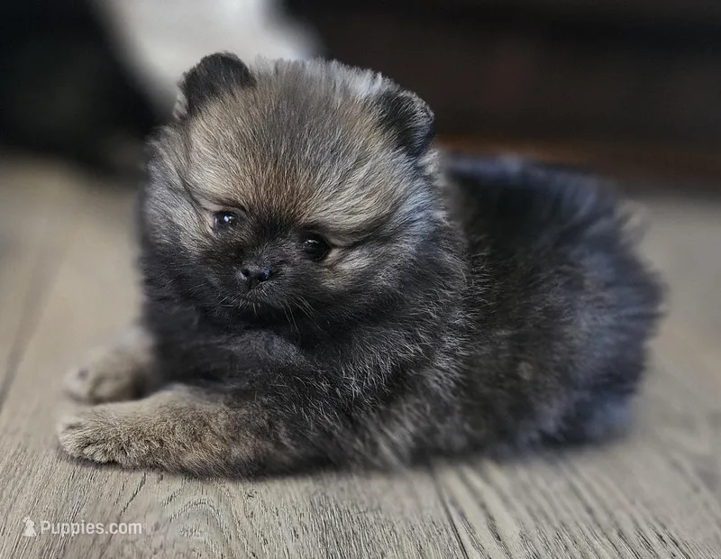 Willy, a male Pomeranian for sale in Lone Rock, WI – Photo 1 of 7