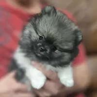 Wolf Sable -- Chunk, a male Pomeranian for sale in Lone Rock, WI – Photo 2 of 10