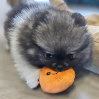 Wolf Sable -- Chunk, a male Pomeranian for sale in Lone Rock, WI – Photo 6 of 10