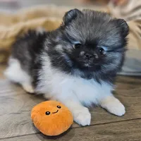 Wolf Sable -- Chunk, a male Pomeranian for sale in Lone Rock, WI – Photo 4 of 10