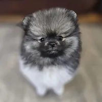 Wolf Sable -- Chunk, a male Pomeranian for sale in Lone Rock, WI – Photo 1 of 10