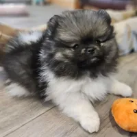 Wolf Sable -- Chunk, a male Pomeranian for sale in Lone Rock, WI – Photo 5 of 10