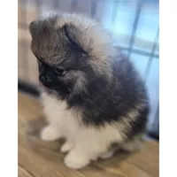 Wolf Sable -- Chunk, a male Pomeranian for sale in Lone Rock, WI – Photo 9 of 10