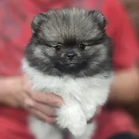 Wolf Sable -- Chunk, a male Pomeranian for sale in Lone Rock, WI – Photo 3 of 10