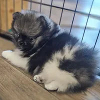 Wolf Sable -- Chunk, a male Pomeranian for sale in Lone Rock, WI – Photo 7 of 10