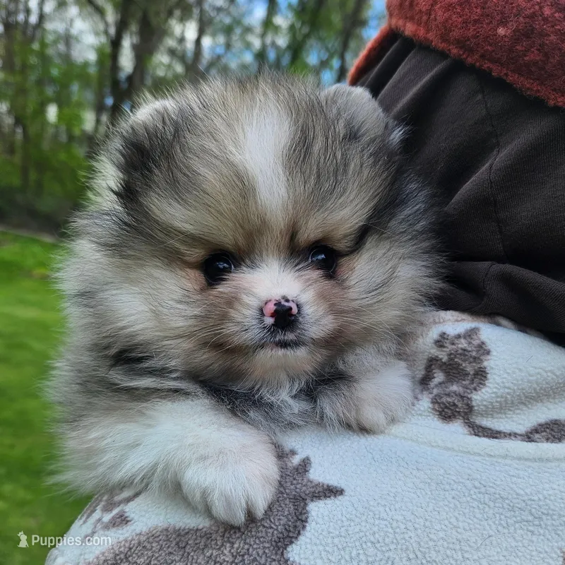 BLUE BETTY, a female Pomeranian for sale in Lone Rock, WI – Photo 1 of 4