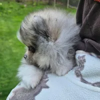 BLUE BETTY, a female Pomeranian for sale in Lone Rock, WI – Photo 3 of 4