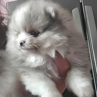 BLUE BETTY, a female Pomeranian for sale in Lone Rock, WI – Photo 2 of 4