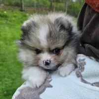 BLUE BETTY, a female Pomeranian for sale in Lone Rock, WI – Photo 4 of 4