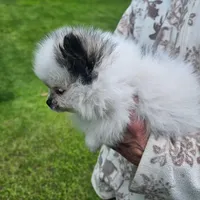 BUBBA, a male Pomeranian for sale in Lone Rock, WI – Photo 2 of 2