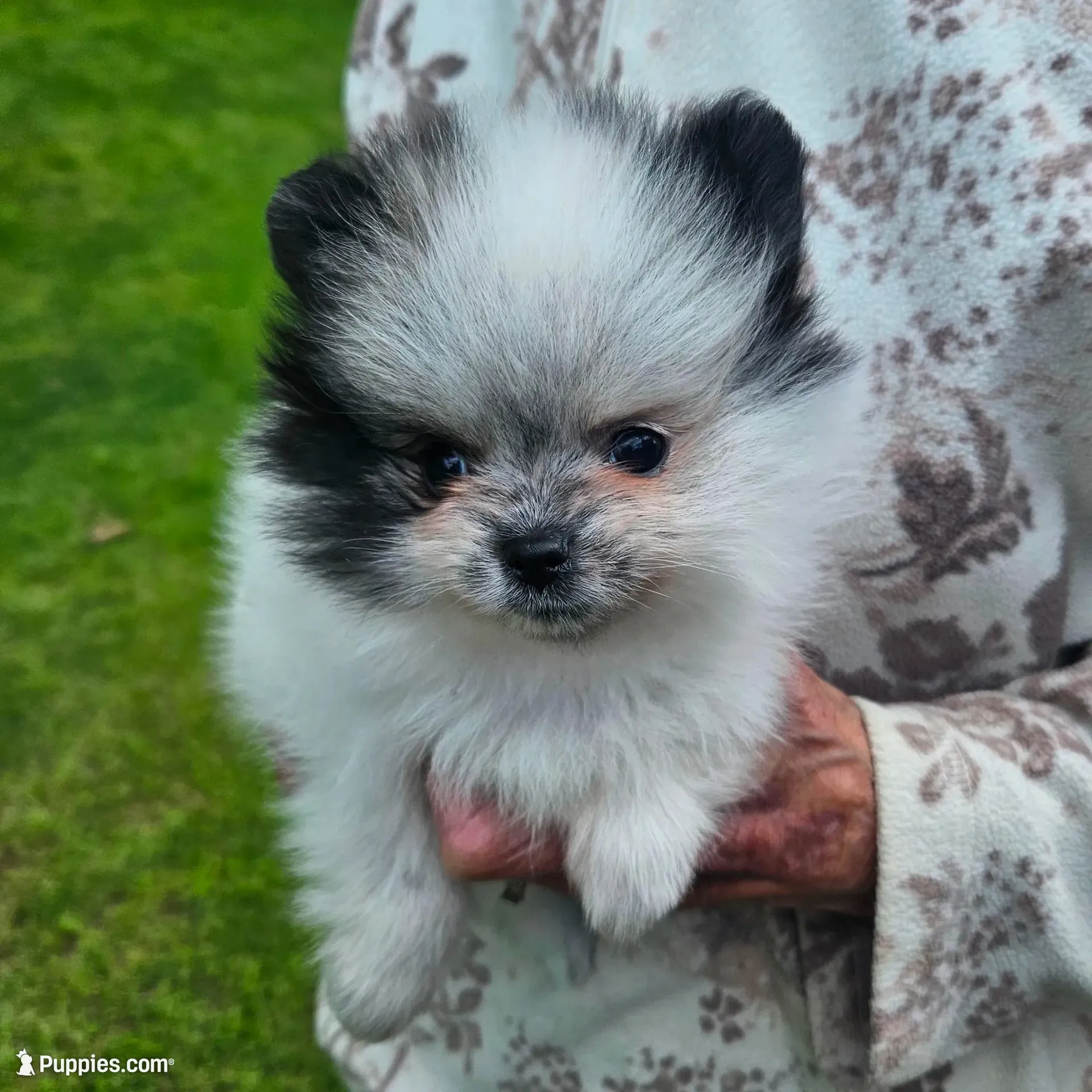 BUBBA, a male Pomeranian for sale in Lone Rock, WI – 2 of 3