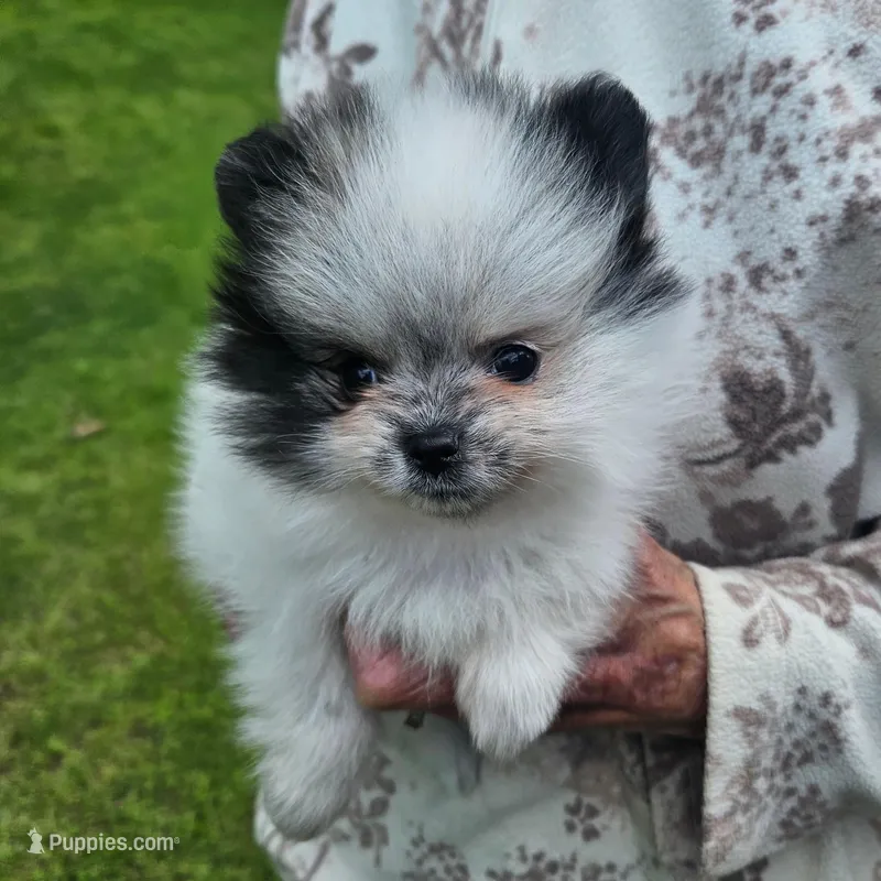 BUBBA, a male Pomeranian for sale in Lone Rock, WI – Photo 1 of 2