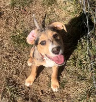 Beau, a male Catahoula Leopard Dog for sale in Knoxville, TN – Photo 4 of 4