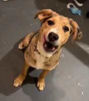 Beau, a male Catahoula Leopard Dog for sale in Knoxville, TN – Photo 2 of 4