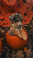Beau, a male Catahoula Leopard Dog for sale in Knoxville, TN – Photo 3 of 4