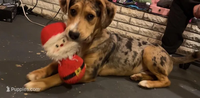 Beau – Catahoula Leopard Dog puppy for sale in Knoxville, TN