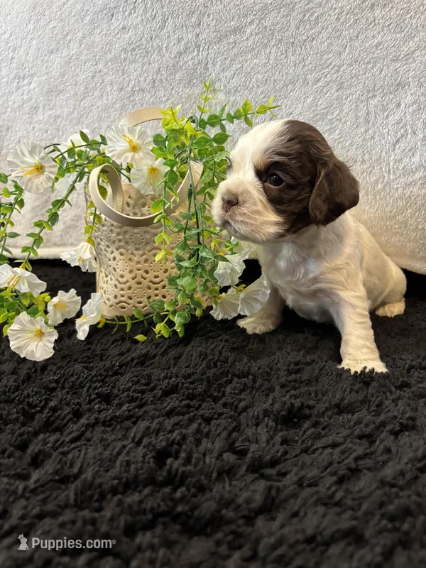 Kane – Cocker Spaniel puppy for sale in Hampton, TN