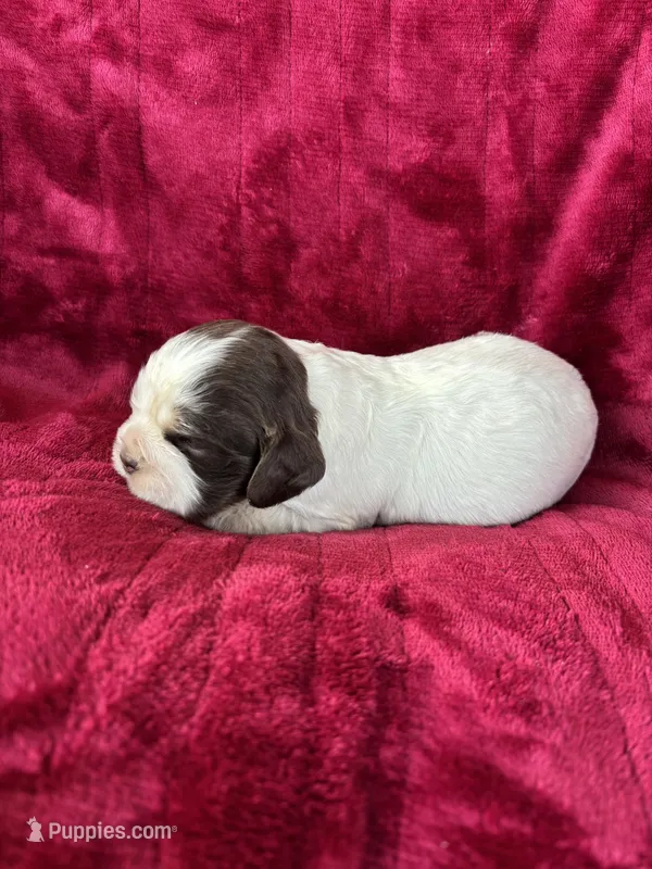 Kane – Cocker Spaniel puppy for sale in Hampton, TN