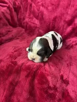 Koa, a male Cocker Spaniel for sale in Hampton, TN – Photo 2 of 2