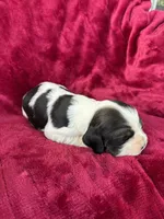 Koa, a male Cocker Spaniel for sale in Hampton, TN – Photo 1 of 2