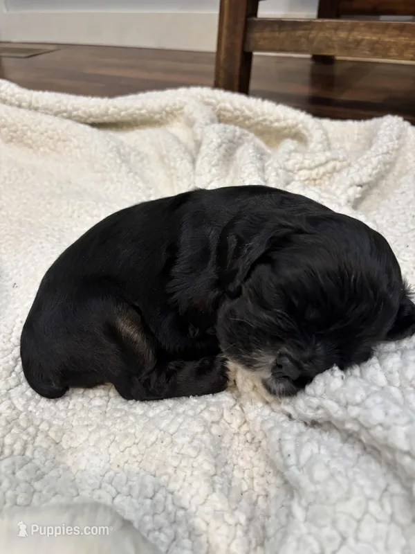 Kami, a female Cocker Spaniel for sale in Hampton, TN – Photo 1 of 1