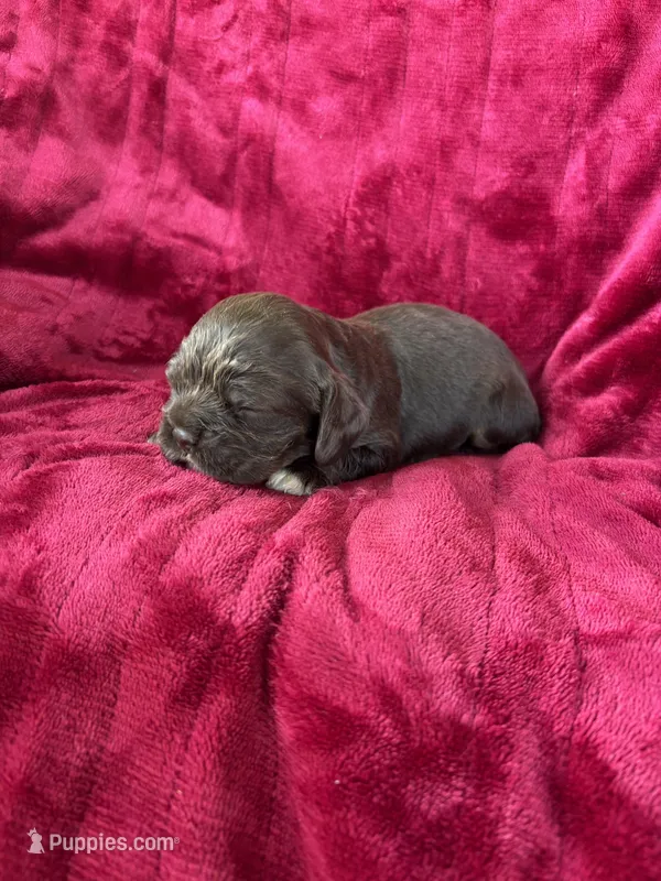 Kona – Cocker Spaniel puppy for sale in Hampton, TN