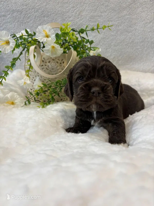 Kona – Cocker Spaniel puppy for sale in Hampton, TN