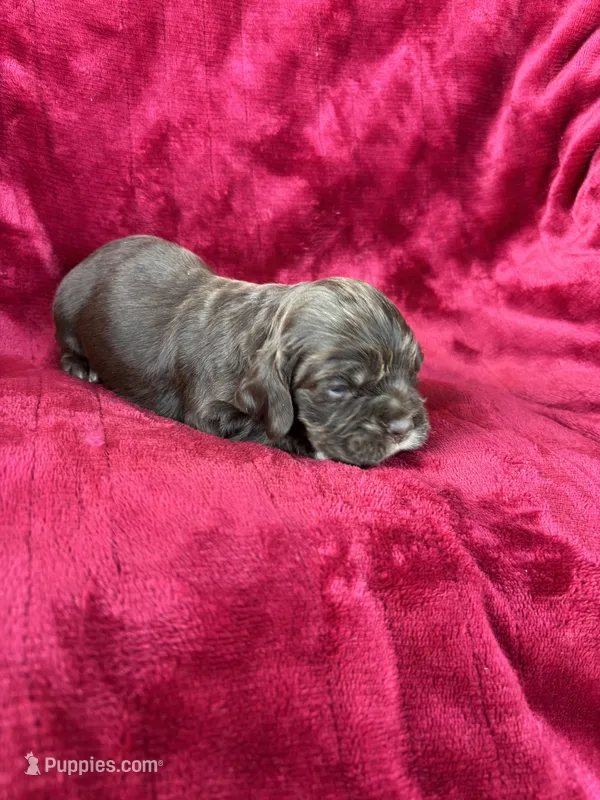 Kai – Cocker Spaniel puppy for sale in Hampton, TN