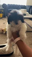 Marley, a male Poodle - Toy  for sale in Orlando, FL – 2 of 6