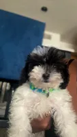 Marley, a male Poodle - Toy  for sale in Orlando, FL – 3 of 6