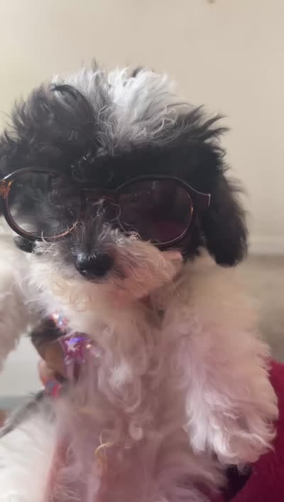 Marley, a male Poodle - Toy  for sale in Orlando, FL – 5 of 6