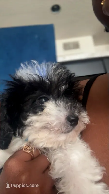 Marley – Poodle - Toy  puppy for sale in Orlando, FL