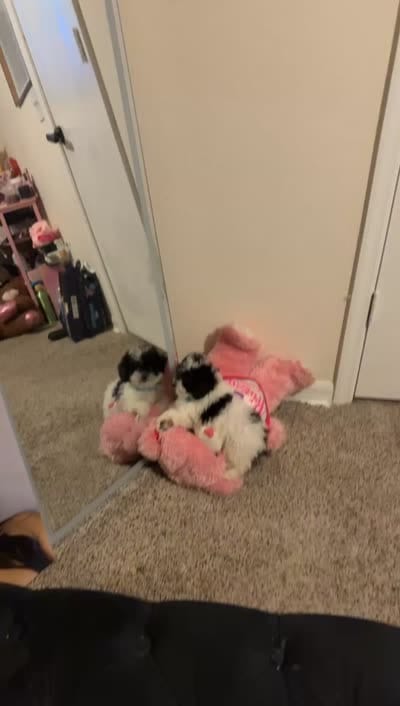 Marley, a male Poodle - Toy  for sale in Orlando, FL – 6 of 6