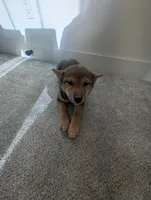 Lucy, a female Shiba Inu for sale in Richfield, UT – Photo 2 of 4